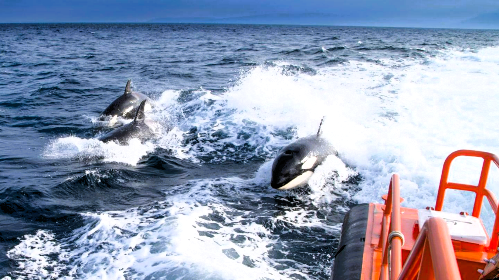 Orcas greifen Segelboote bei Mallorca an! Erneut Orca-Angriff auf Menschen - diesmal bei Regatta